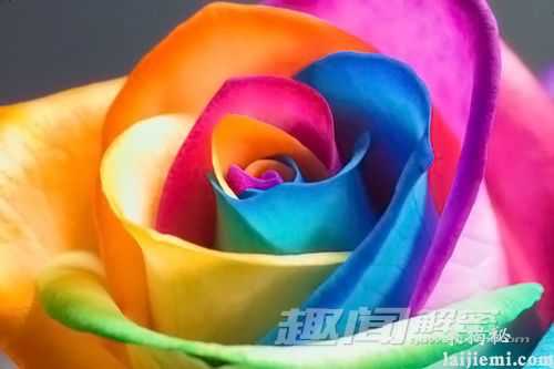 神奇的花朵：七色彩虹花绚丽绽放977 / 作者:UFO外星人爱好者 / 帖子ID:58780