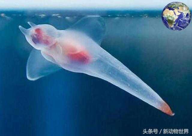 鳄冰鱼：一种纯透明的神奇鱼类，皮肤内脏包括血液都是透明的304 / 作者:UFO外星人爱好者 / 帖子ID:60542