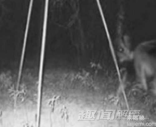 揭秘北美洲传说中的恐怖怪物352 / 作者:UFO来啦 / 帖子ID:63958