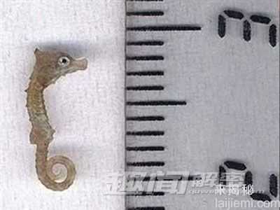 大开眼界！盘点地球上最小的11种动物112 / 作者:UFO来啦 / 帖子ID:63344