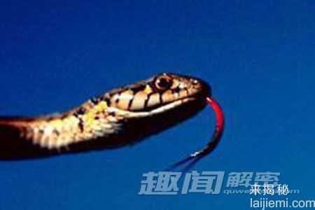 十大动物的“超能力”人类无法匹敌271 / 作者:UFO来啦 / 帖子ID:62428
