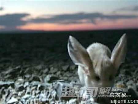 造物主的神奇 世界上十种怪异奇特的动物211 / 作者:UFO来啦 / 帖子ID:65926