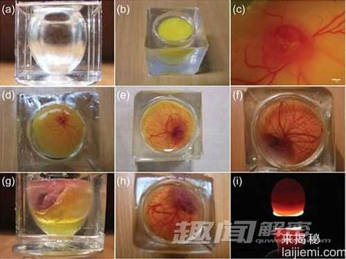 首个人工透明蛋壳：演绎鸟类胚胎发育532 / 作者:UFO外星人爱好者 / 帖子ID:60620
