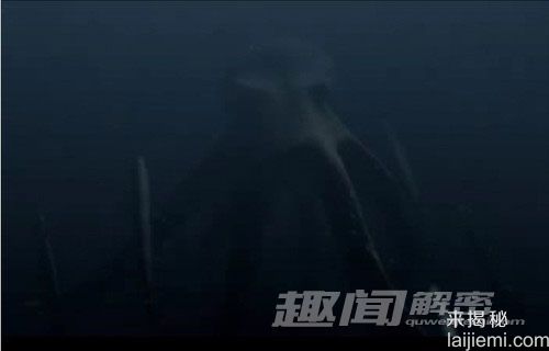 太平洋海底惊现幽灵般的“飞机章鱼”261 / 作者:UFO外星人爱好者 / 帖子ID:59241