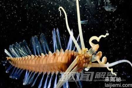 盘点：人类发现的十大奇特新物种443 / 作者:UFO来啦 / 帖子ID:65213