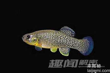 神奇!盘点12种有特异功能的动物(组图)404 / 作者:UFO来啦 / 帖子ID:65284