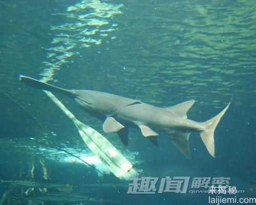最大的淡水鱼 谁才是江湖里大佬中的大佬684 / 作者:UFO来啦 / 帖子ID:64209