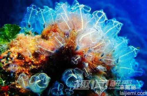 艳丽多姿！十大最美的海洋生物953 / 作者:UFO来啦 / 帖子ID:65618