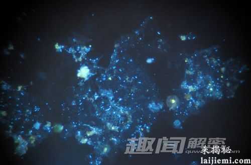 深海热泉发现特殊细菌 或外星生命类型964 / 作者:UFO来啦 / 帖子ID:60975