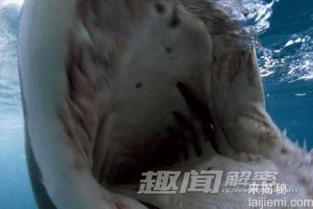 令人震撼：海洋中十大诡异的动物群像5 / 作者:UFO来啦 / 帖子ID:62044