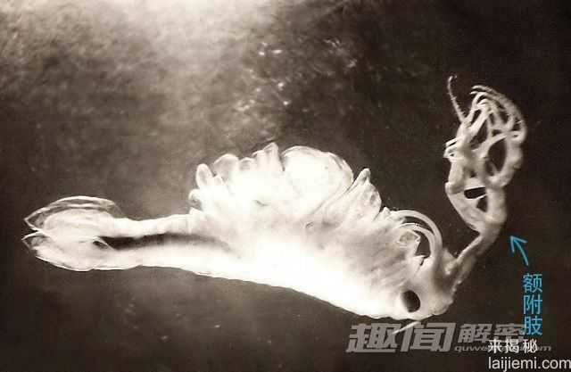 不可思议！出现在现代的神秘史前物种904 / 作者:UFO来啦 / 帖子ID:61369