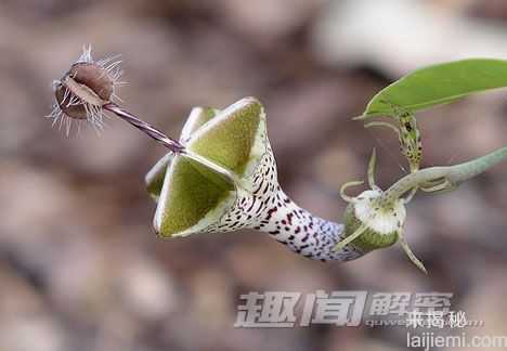 15大奇异珍稀植物：尸花释放腐烂尸体臭味304 / 作者:UFO来啦 / 帖子ID:61154
