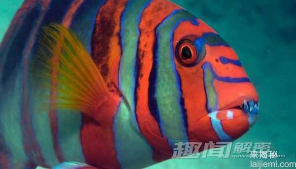 苍鹭岛潜水 探秘大堡礁海底迷宫87 / 作者:UFO来啦 / 帖子ID:65626