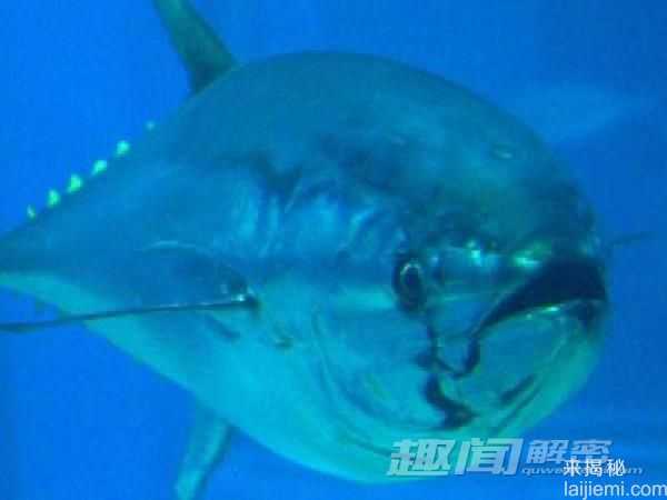 身价是大熊猫20倍！世界最贵动物盘点469 / 作者:UFO来啦 / 帖子ID:65869
