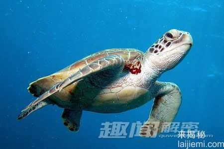 存活上亿年-揭开神秘海洋动物长寿之谜60 / 作者:UFO来啦 / 帖子ID:63514