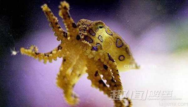十大最恐怖的海底&amp;quot;怪物&amp;quot;：海蛾鱼锋利巨齿802 / 作者:UFO来啦 / 帖子ID:62368