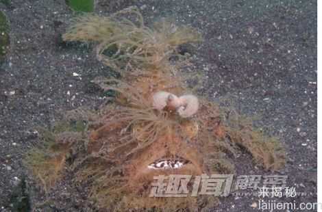 盘点：自然界中那些让人窒息的神秘生物963 / 作者:UFO外星人爱好者 / 帖子ID:60563
