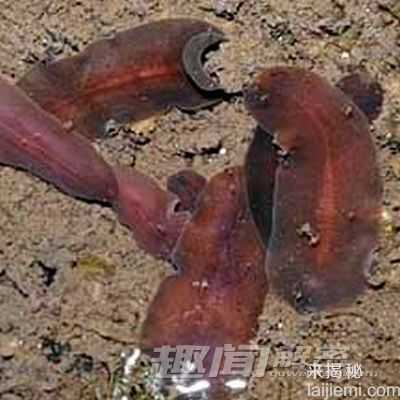 揭秘世界上13种最怪异的虫子198 / 作者:UFO来啦 / 帖子ID:63942