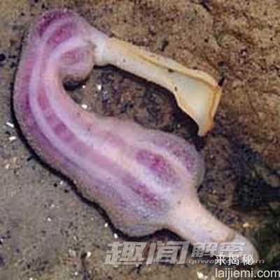 揭秘世界上13种最怪异的虫子881 / 作者:UFO来啦 / 帖子ID:63942