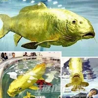 盘点自然界10大“黄金生物”（图）723 / 作者:UFO来啦 / 帖子ID:65168