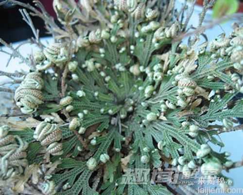 盘点世界上十大最奇特的植物336 / 作者:UFO来啦 / 帖子ID:65039