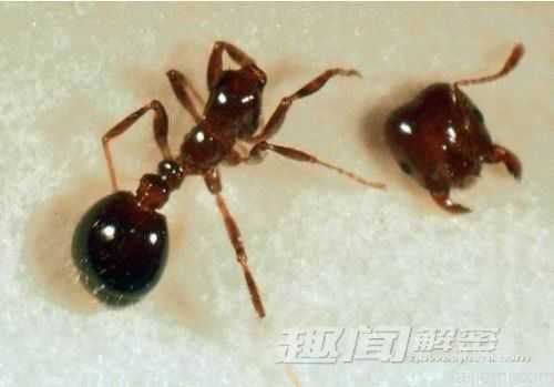 10则关于蚂蚁的秘闻-兵蚁已存在至少1亿年312 / 作者:UFO来啦 / 帖子ID:61169