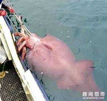 盘点地球上那些独一无二的的怪异动物！基本都没见过927 / 作者:UFO来啦 / 帖子ID:65146