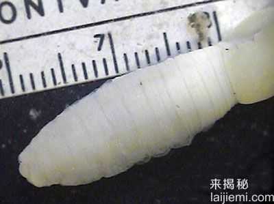 惊奇发现！灭绝生物惊奇复活32 / 作者:UFO来啦 / 帖子ID:63819