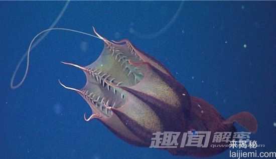 最奇特的八种鱿鱼：萌翻人的“小猪鱿鱼”3 / 作者:UFO来啦 / 帖子ID:64212