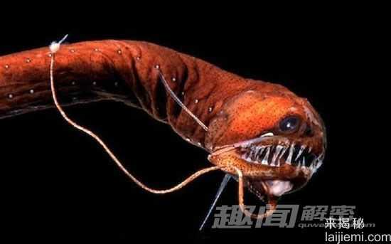盘点自然界中的十大发光生物：水母居首位978 / 作者:UFO来啦 / 帖子ID:65174