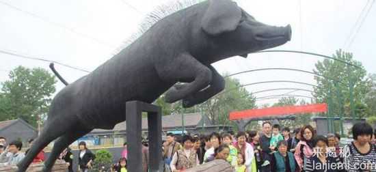 高清：养猪场办小猪运动会 黑笨猪跳水跨栏323 / 作者:UFO外星人爱好者 / 帖子ID:59284