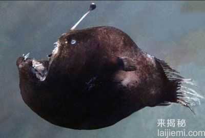 藏在深海里的罕见动物秘密生活_1490 / 作者:UFO外星人爱好者 / 帖子ID:59832 藏在深海里的罕见动物秘密生活_1490 / 作者:UFO外星人爱好者 / 帖子ID:59832