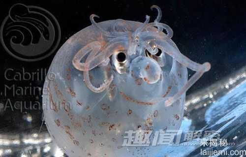 无奇不有！自然界长相最雷人的生物469 / 作者:UFO来啦 / 帖子ID:64102