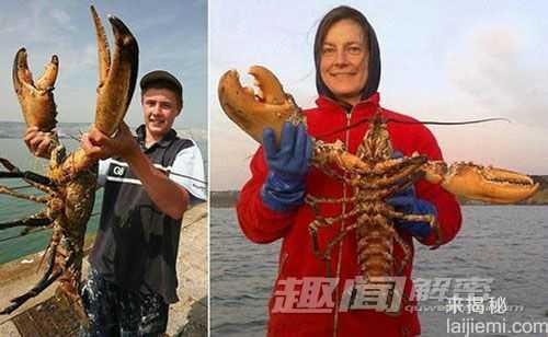 盘点：自然界震撼世人的十大巨型动物797 / 作者:UFO来啦 / 帖子ID:65241