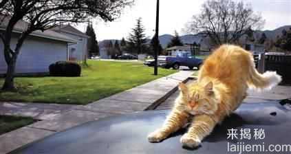 全球高智商动物：猪与黑猩猩不相上下70 / 作者:UFO来啦 / 帖子ID:62231