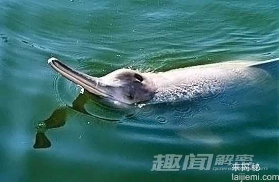 揭秘:科学家断言 “湖怪”传闻不可信240 / 作者:UFO来啦 / 帖子ID:64048 揭秘:科学家断言 “湖怪”传闻不可信240 / 作者:UFO来啦 / 帖子ID:64048