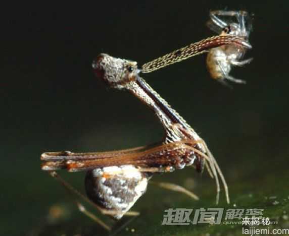 神奇！十大酷似外星生物的神奇动物225 / 作者:UFO外星人爱好者 / 帖子ID:57781
