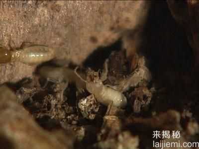 男子挖出巨型蚁穴：活捉30岁蚁后670 / 作者:UFO来啦 / 帖子ID:64981
