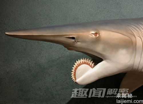盘点自然界十种最神奇的动植物508 / 作者:UFO来啦 / 帖子ID:65176