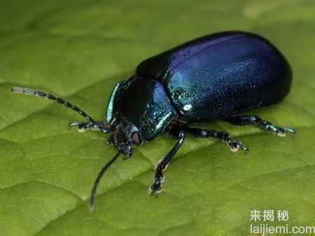 动物说“外语”？盘点十大神奇动物语言447 / 作者:UFO来啦 / 帖子ID:62362