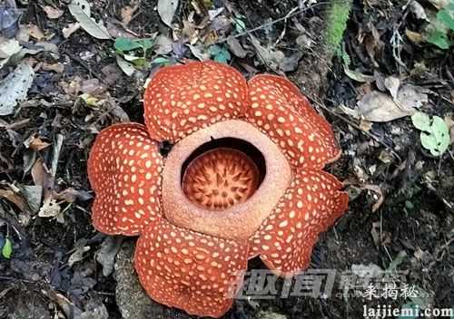 至今无解!神秘食人花的传说908 / 作者:UFO来啦 / 帖子ID:65611 至今无解!神秘食人花的传说908 / 作者:UFO来啦 / 帖子ID:65611