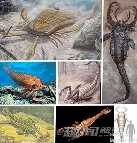 自然界已灭绝的远古怪异动物407 / 作者:UFO来啦 / 帖子ID:65600