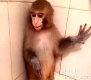 外国女子把猴子当儿子养：结果悲剧了499 / 作者:UFO来啦 / 帖子ID:63309