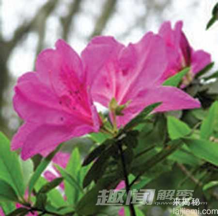 揭秘：可能致命的十大有毒观赏植物291 / 作者:UFO来啦 / 帖子ID:64035