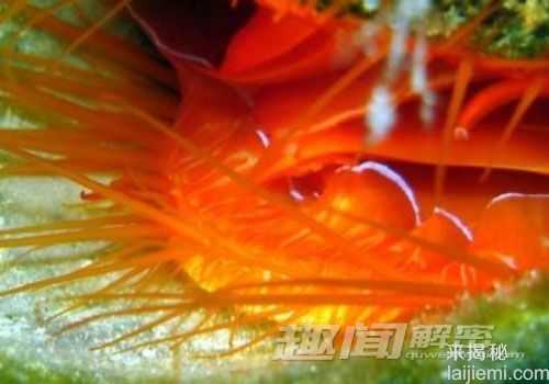 奇特蛤蜊自备频闪“迪斯科灯”诱捕猎物798 / 作者:UFO来啦 / 帖子ID:63457