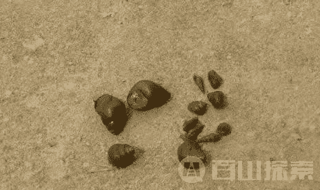 世界上15大致命生物排行榜 ：蚊子每年致75万人死亡，更可怕的是人类911 / 作者:UFO来啦 / 帖子ID:61560