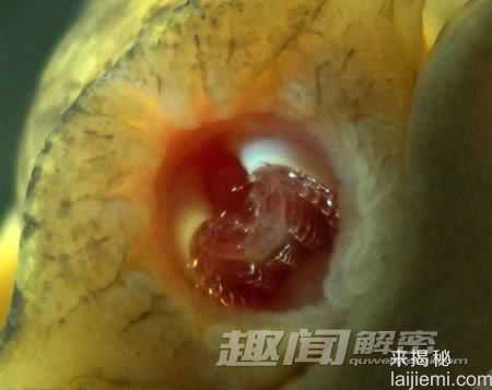 牙齿奇特的十种生物-似人齿的鱿鱼953 / 作者:UFO来啦 / 帖子ID:64823