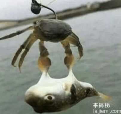 用小螃蟹当鱼饵钓鱼 下幕令人不敢相信241 / 作者:UFO来啦 / 帖子ID:64970