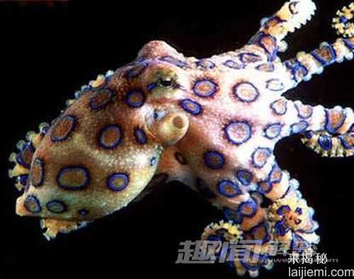 盘点十六大动物奇闻：宝石黄蜂毒倒蟑螂75 / 作者:UFO来啦 / 帖子ID:65122