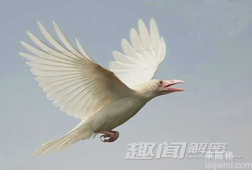 奇特！基因突变导致颜色变异的十大动物534 / 作者:UFO来啦 / 帖子ID:63459